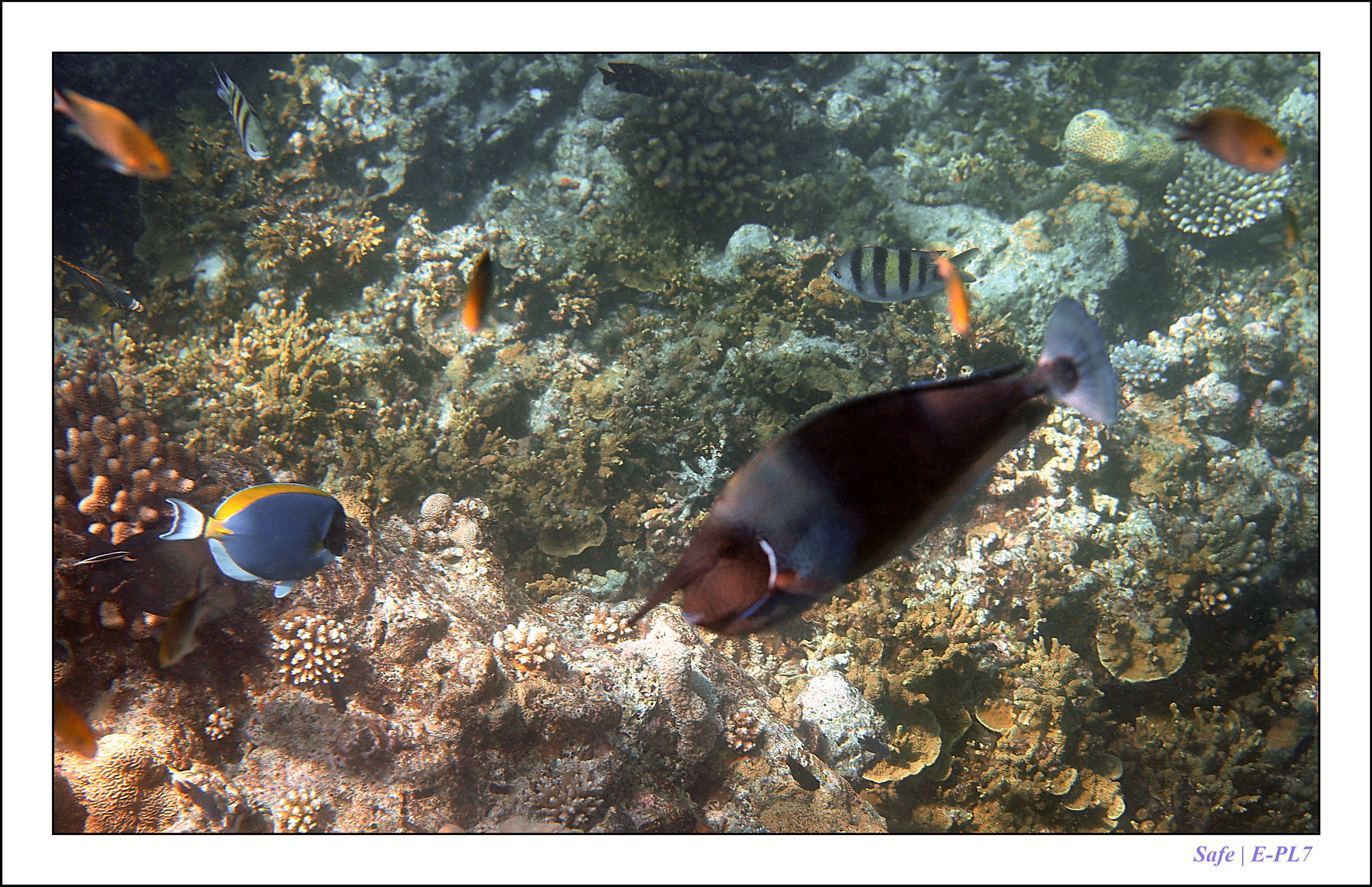 2022 - 07 - snorkeling Maldives - 034